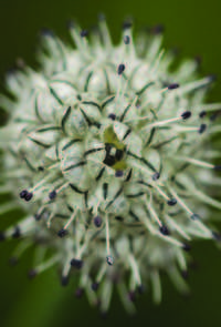 Allium rhabdotum image