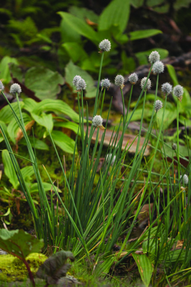 Allium rhabdotum image