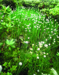 Image of Allium rhabdotum