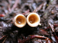Image of Crucibulum laeve
