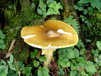 Amanita hemibapha image