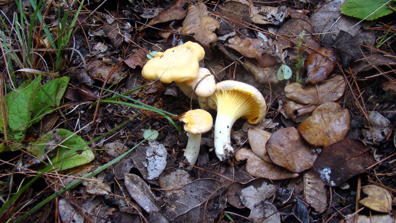 Cantharellus image
