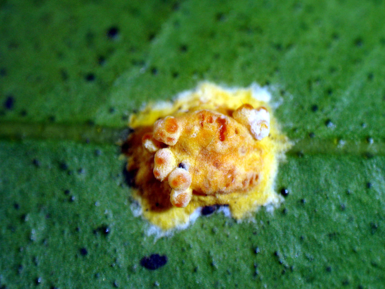 Moelleriella raciborskii image
