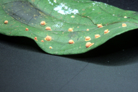Image of Moelleriella reineckeana