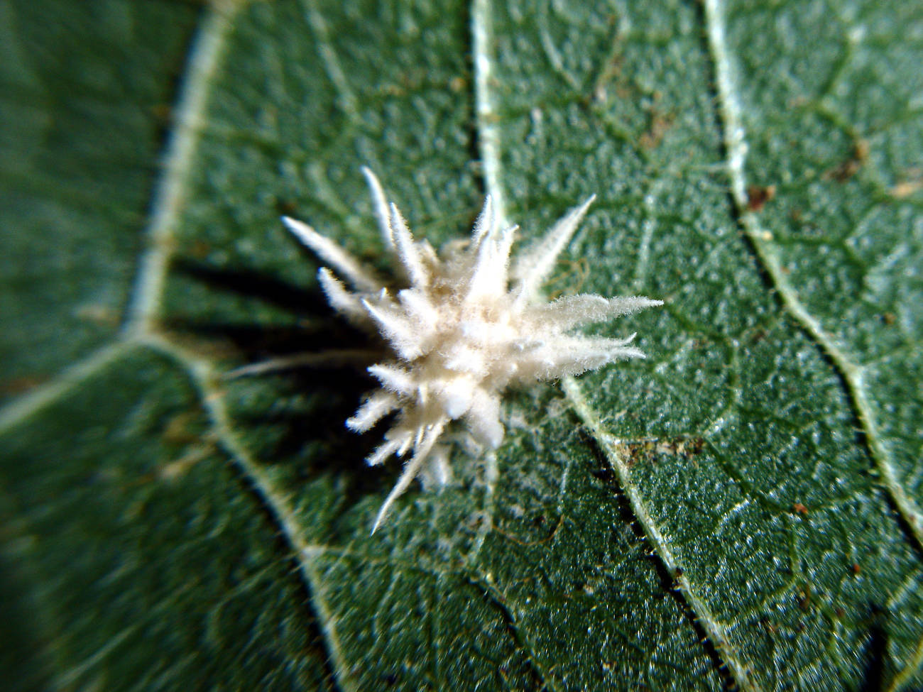 Akanthomyces arachnophilus image