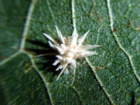 Image of Akanthomyces arachnophilus
