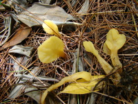 Image of Spathularia flavida