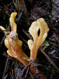 Image of Spathulariopsis velutipes