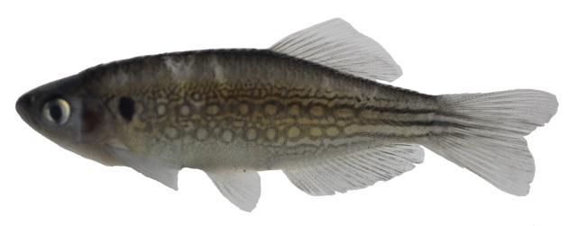 Cyprinidae image