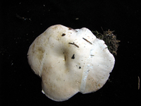 Image of Clitopilus prunulus