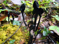 Image of Trichoglossum hirsutum