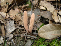Image of Clavariadelphus pistillaris