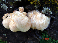 Image of Hericium erinaceus