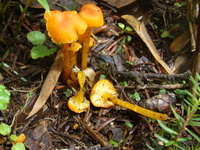 Image of Hygrocybe cantharellus