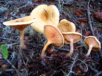 Image of Hygrophoropsis aurantiaca
