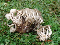 Lyophyllum aggregatum image