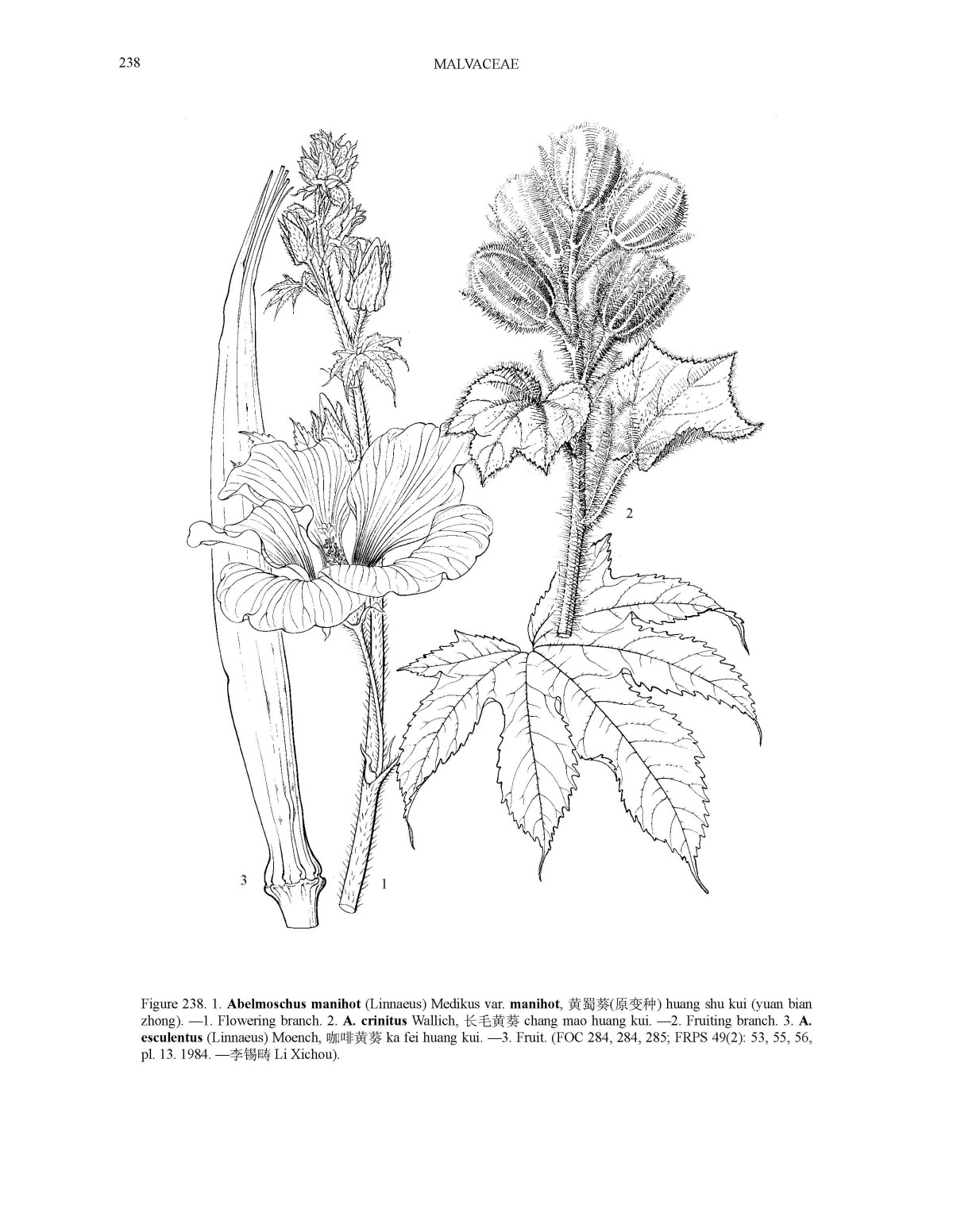 Abelmoschus crinitus image