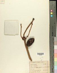 Abies spectabilis image