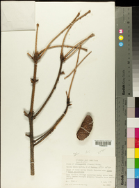 Image of Picea brachytyla