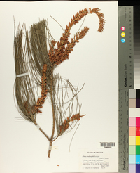 Image of Pinus roxburghii