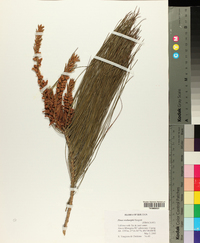 Pinus roxburghii image
