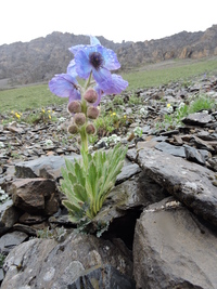 Image of Meconopsis bhutanica