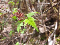 Image of Ribes griffithii