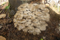 Lyophyllum aggregatum image