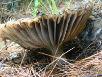 Image of Russula nigricans