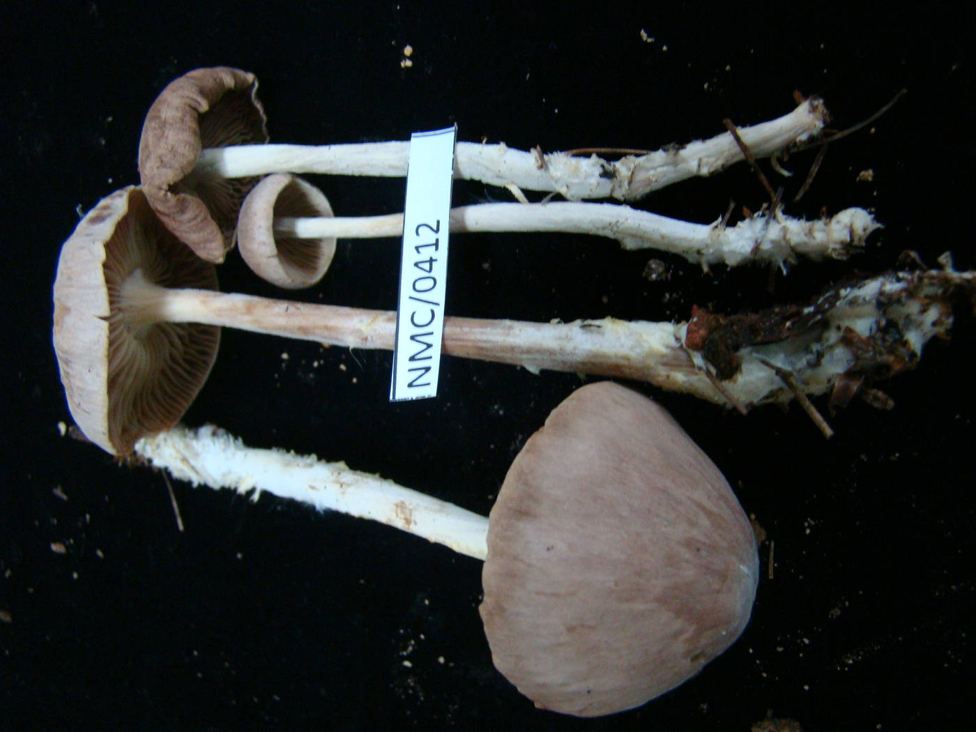 Gymnopus peronatus image