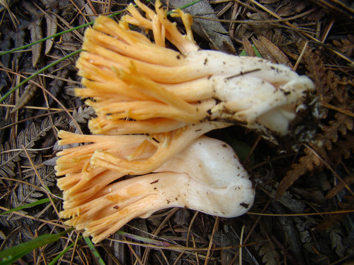 Ramaria rasilispora image