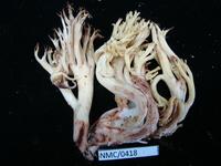 Ramaria vinosimaculans image