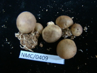 Image of Scleroderma areolatum
