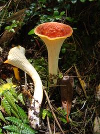 Image of Turbinellus floccosus