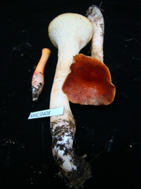 Turbinellus floccosus image