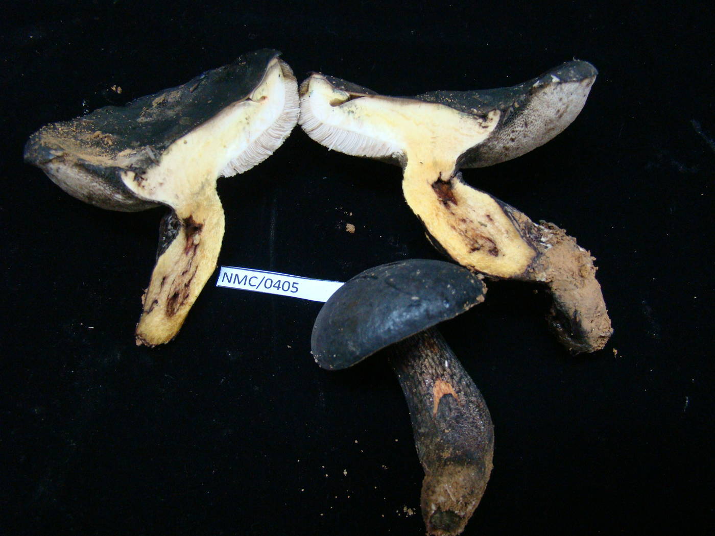 Tylopilus image