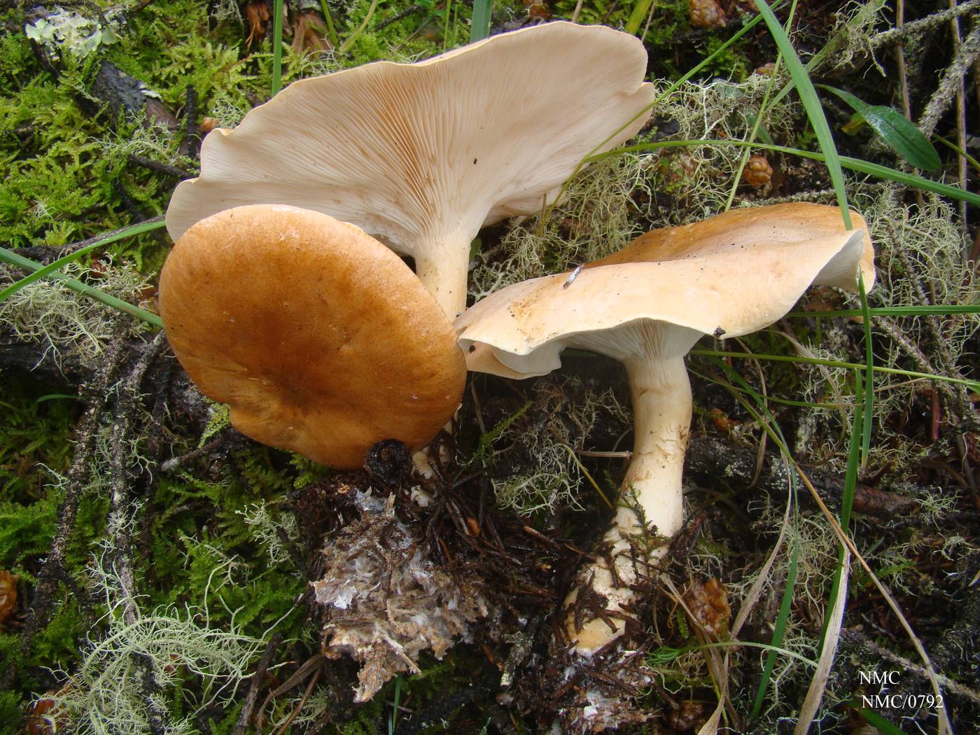 Clitocybe clavipes image