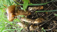 Image of Cortinarius collinitus