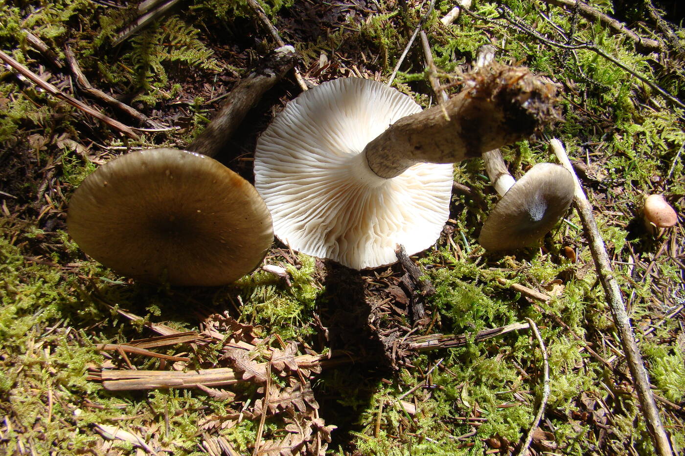 Hygrophorus inocybiformis image