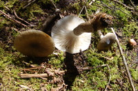 Image of Hygrophorus inocybiformis