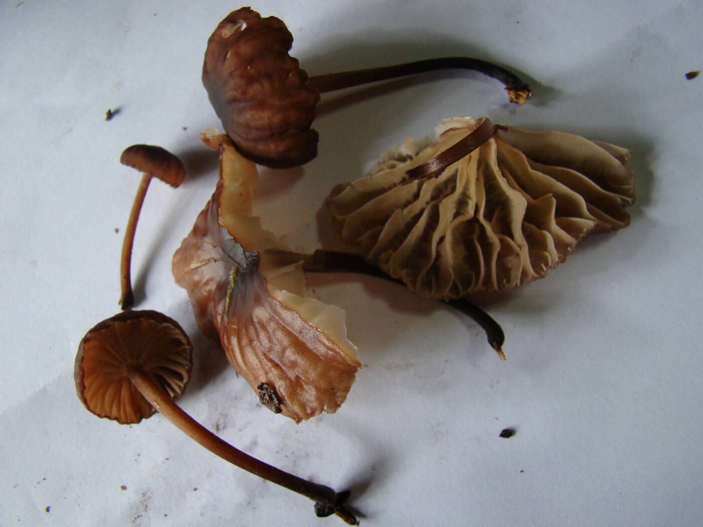 Marasmius plicatulus image