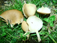 Pleurotus ostreatus image
