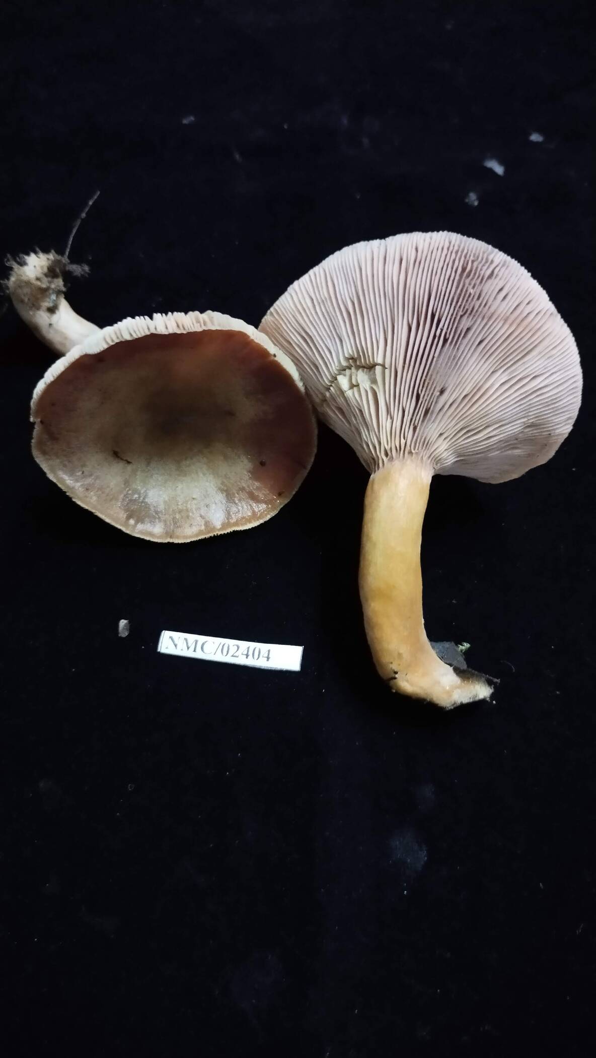 Lactarius xanthogalactus image