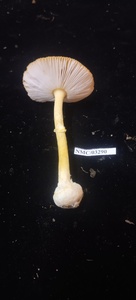 Amanita rubrovolvata image