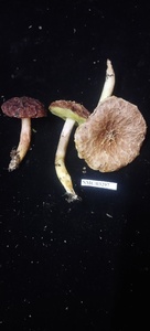 Aureoboletus thibetanus image