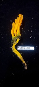 Calocera viscosa image