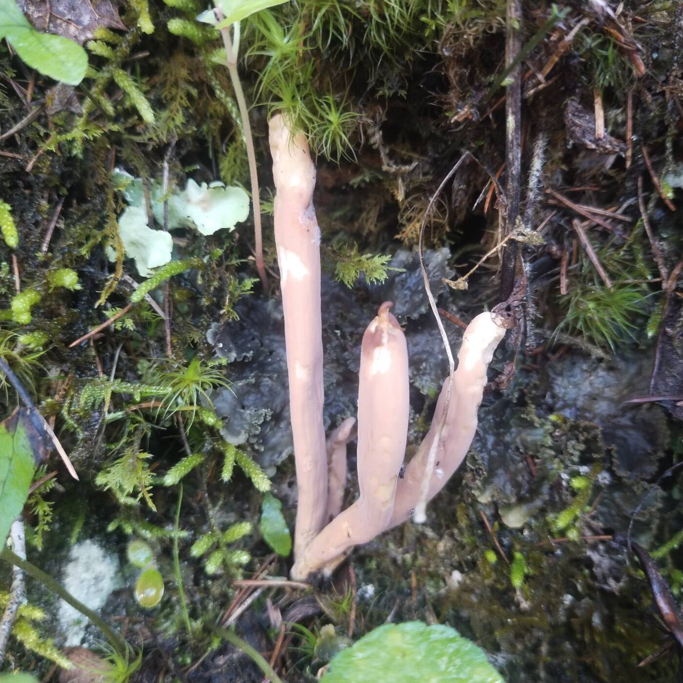 Clavariadelphus ligula image