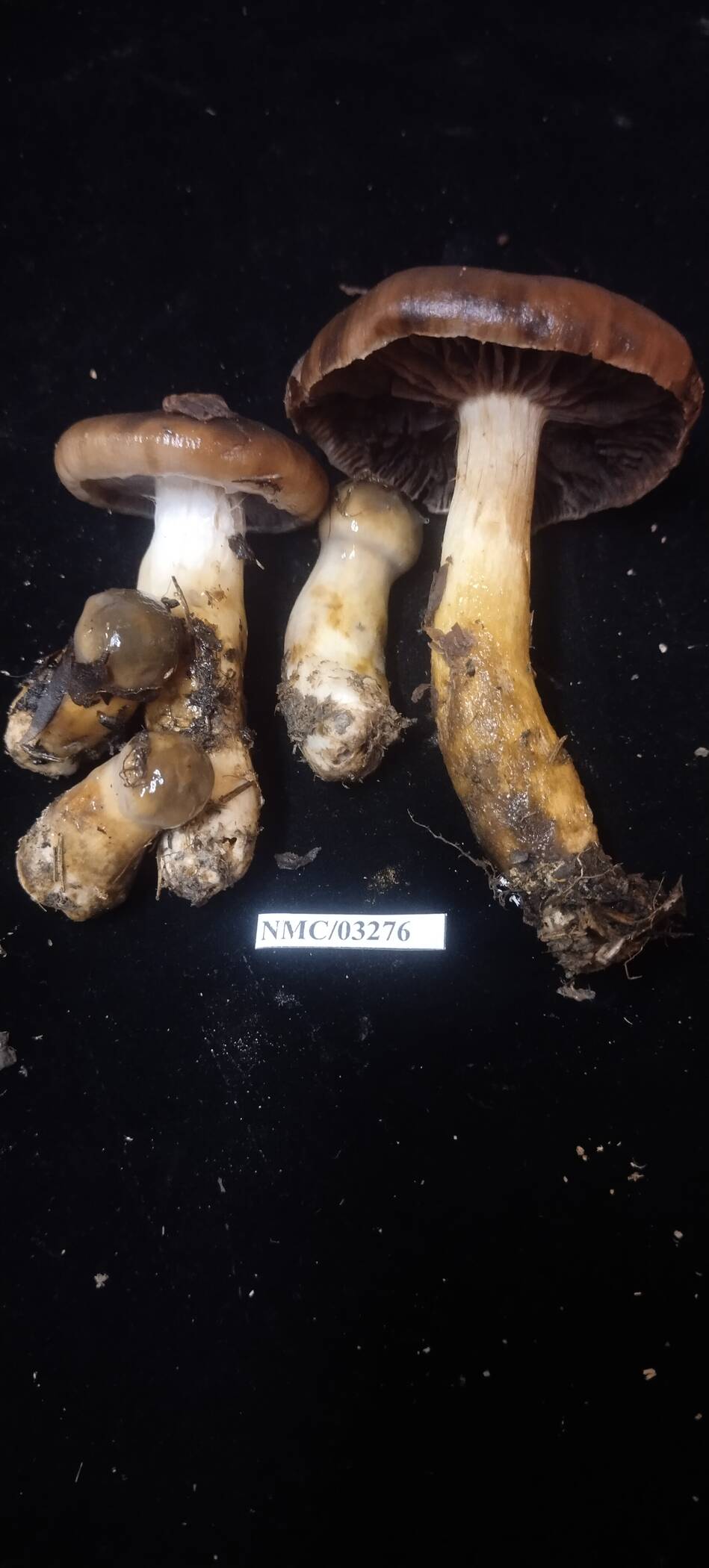 Cortinarius collinitus image