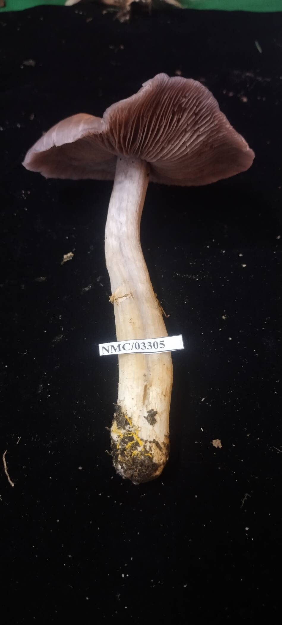 Cortinarius emodensis image