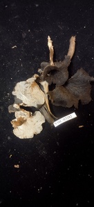 Craterellus cornucopioides image